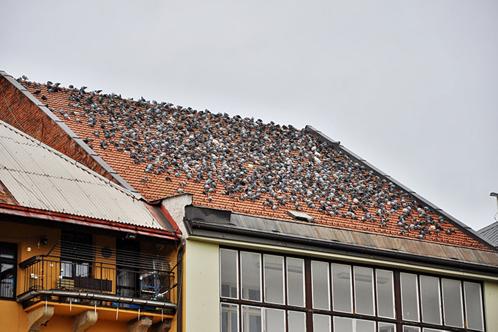 A2B Pest Control are able to install spikes to deter birds from roofs in Glasgow. 