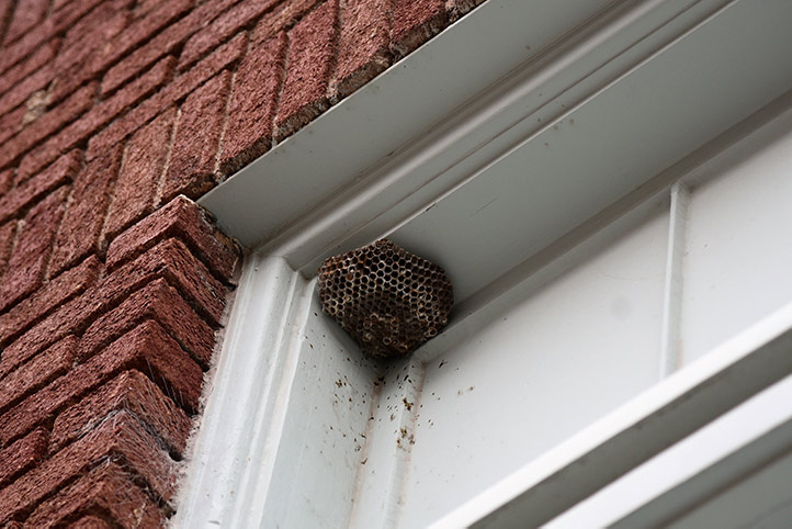 We provide a wasp nest removal service for domestic and commercial properties in Glasgow.